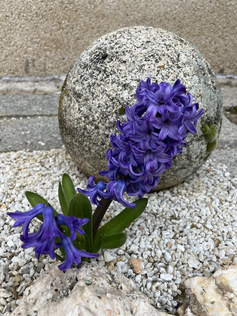 Juan Jorge Poveda tweet media