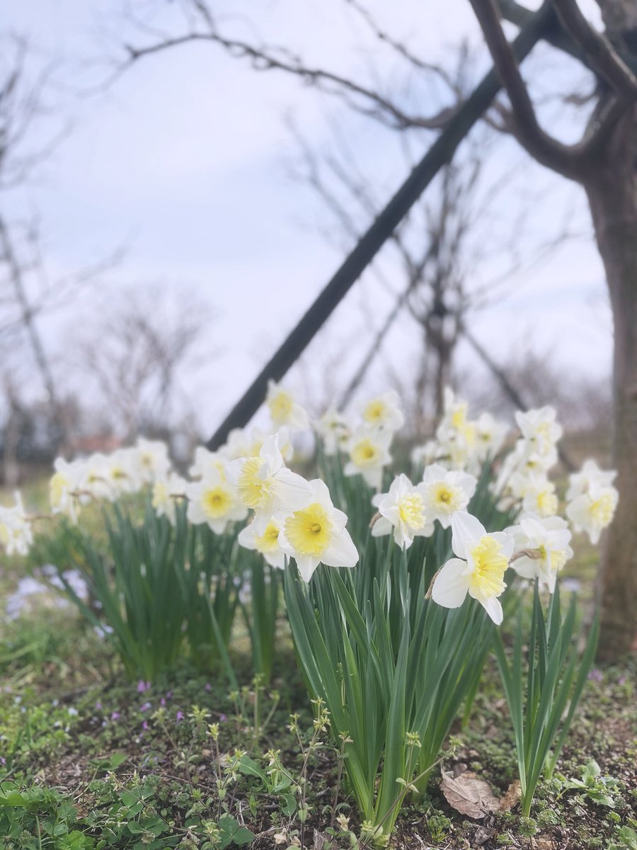 ❔ (@si_sosei) on Twitter photo 