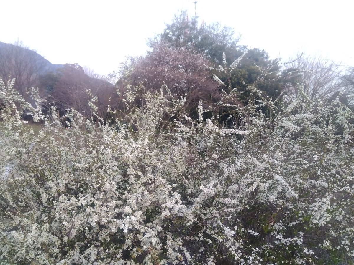 落合左近@関ケ原/蒲生備中、彦根/木俣守勝 tweet media