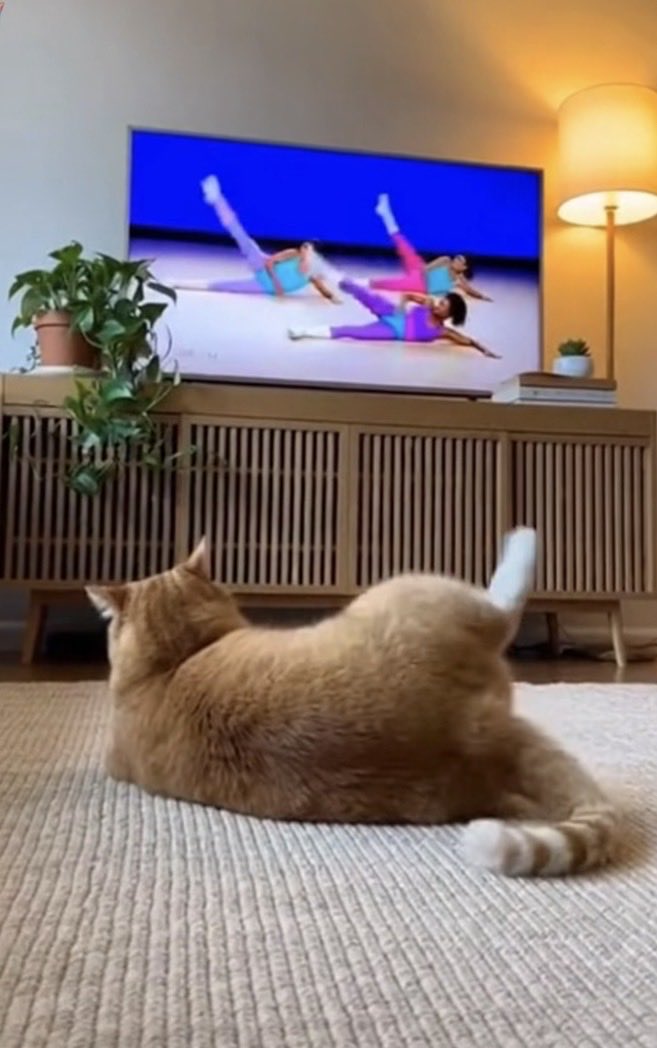 まるお2号🇯🇵(羊の皮を被った猫) tweet media