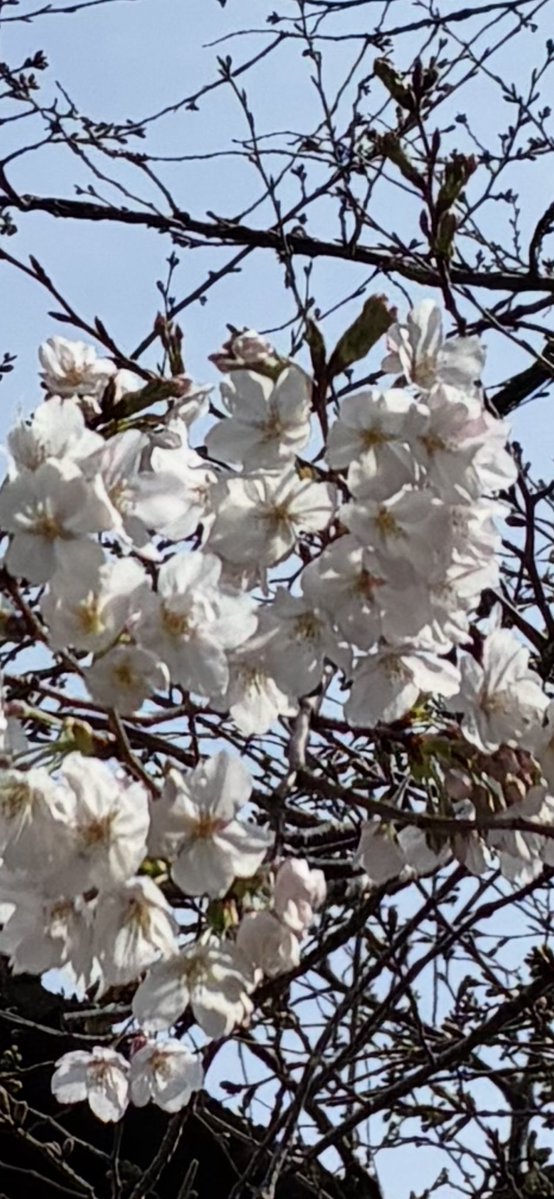 網谷青泉(あみや あおい) tweet media