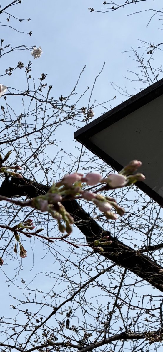 網谷青泉(あみや あおい) tweet media