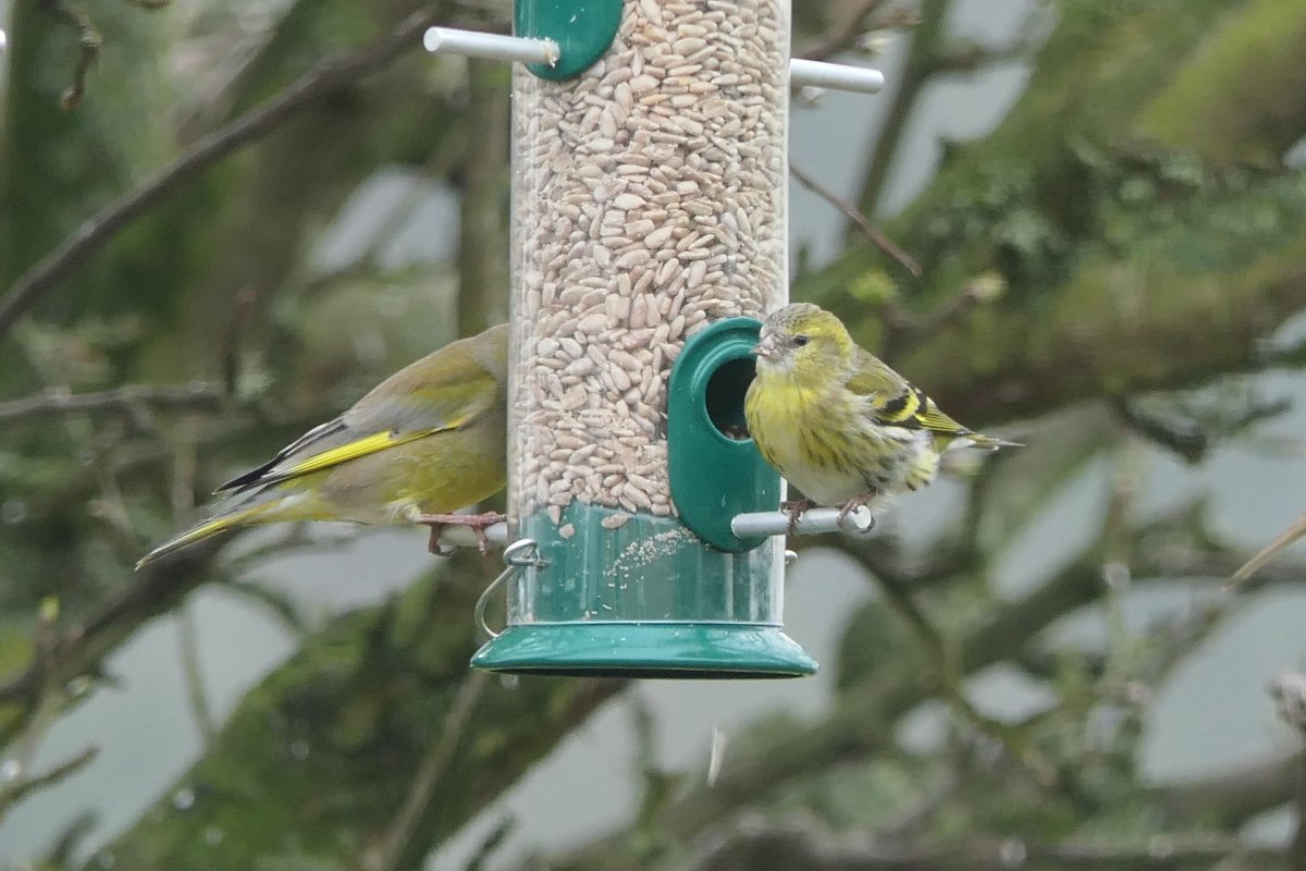 𝓡𝓮𝓿𝓭 𝓓𝓪𝓿𝓲𝓭 𝓐𝓽𝓴𝓲𝓷𝓼𝓸𝓷 tweet media