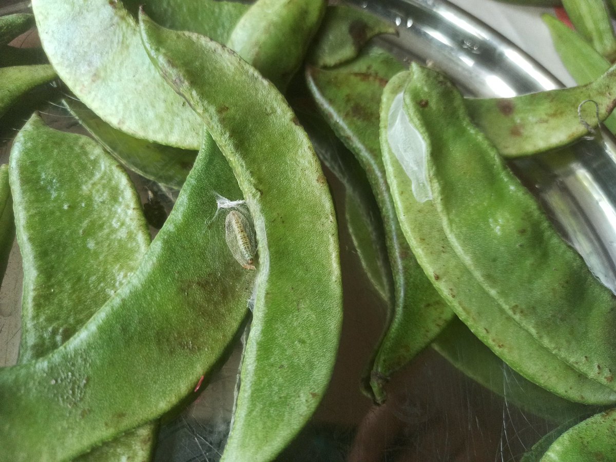 Astronaut Wale Baba 👨‍🚀 tweet media