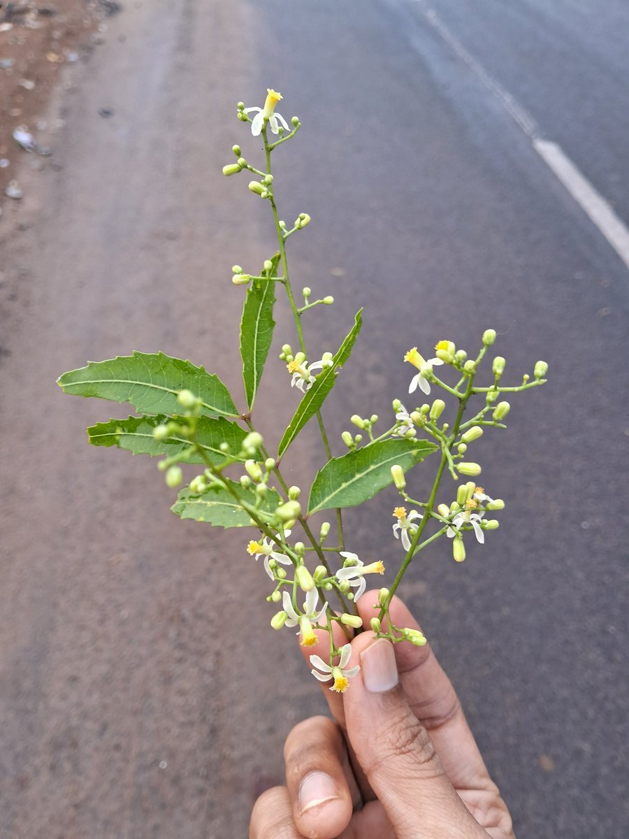 JilSonali's tweet photo. ଚିତ୍ର ଓ ଚୈତ୍ର 🍀 https://t.co/HPhJOxzUip