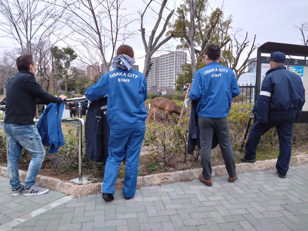 Cervidae🌸 tweet media