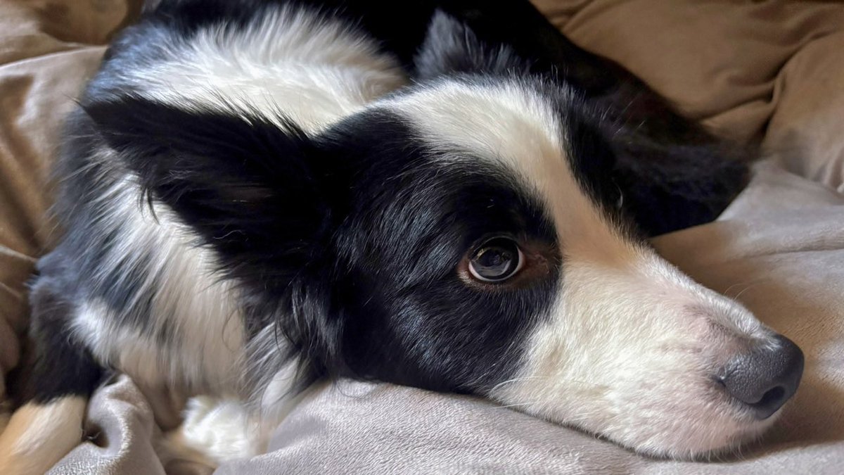 ボーダーコリーのヴィヴィ tweet media