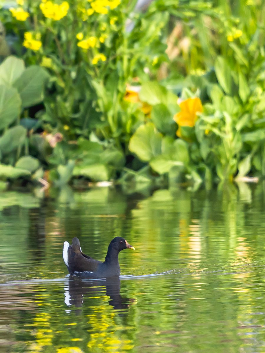 トラッタ tweet media