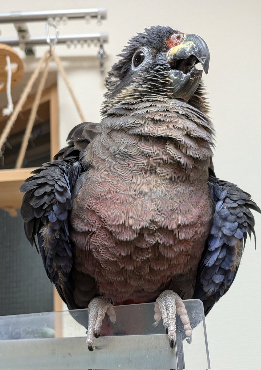 Mae @zendenmushi tweet media