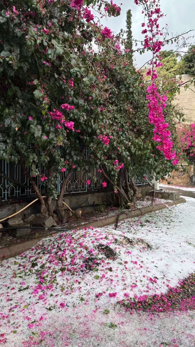 جاسم الغامدي|📸 tweet media