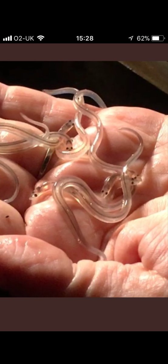 leerust1966's tweet image. The European Eel

1/8
So inconspicuous — yet one of the most fascinating creatures in our waters 
What you’re seeing is a glass eel. Barely hand-sized, almost transparent… and it has already travelled thousands of kilometres.

#EuropeanEel #RiverSevern
#EelCrisis