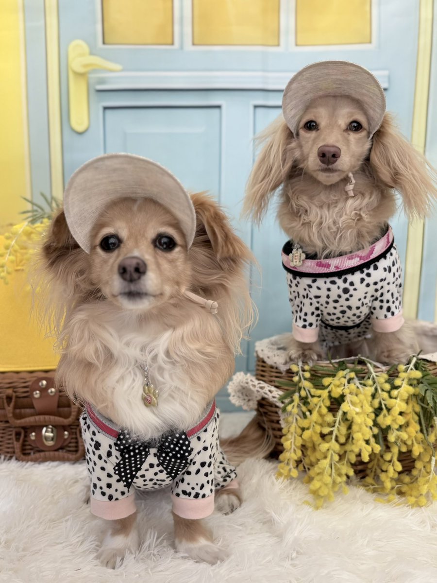 MIMIﾁｭﾙﾘﾗ♡ふわりともなの大冒険 tweet media