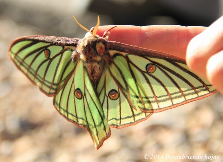 #ISA 🏳️‍🌈 🦀🎭✝️🚨 tweet media