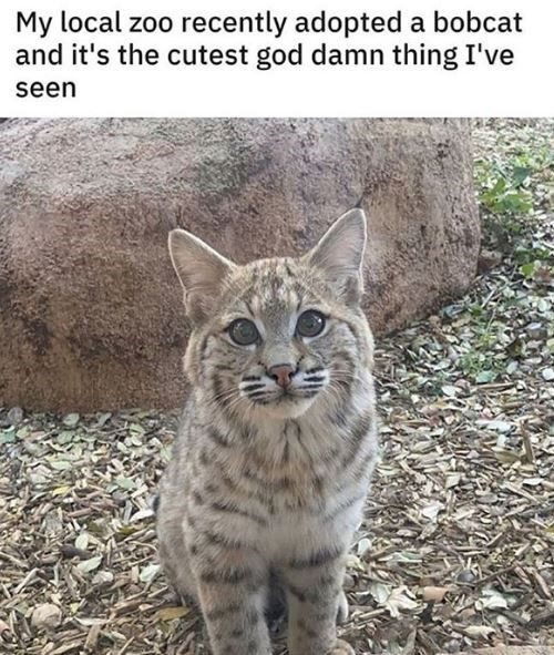 WholesomeMemes tweet media