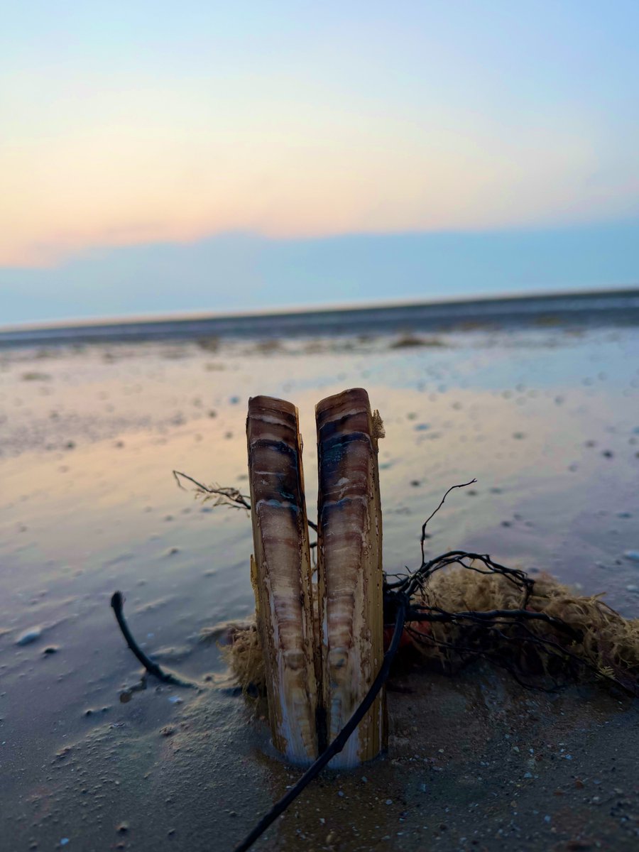 Kelly 👱🏻‍♀️🌊🔆 tweet media