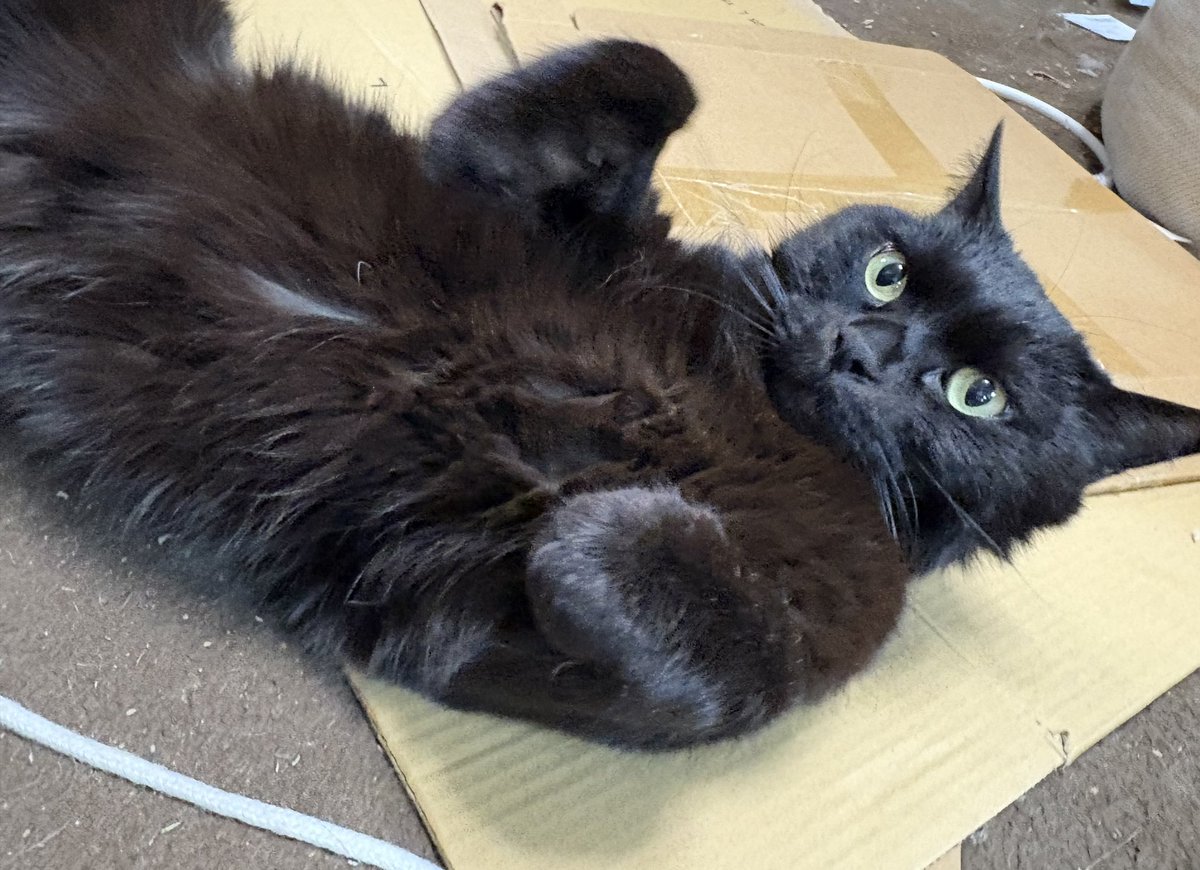 プルート@DQ10 tweet media