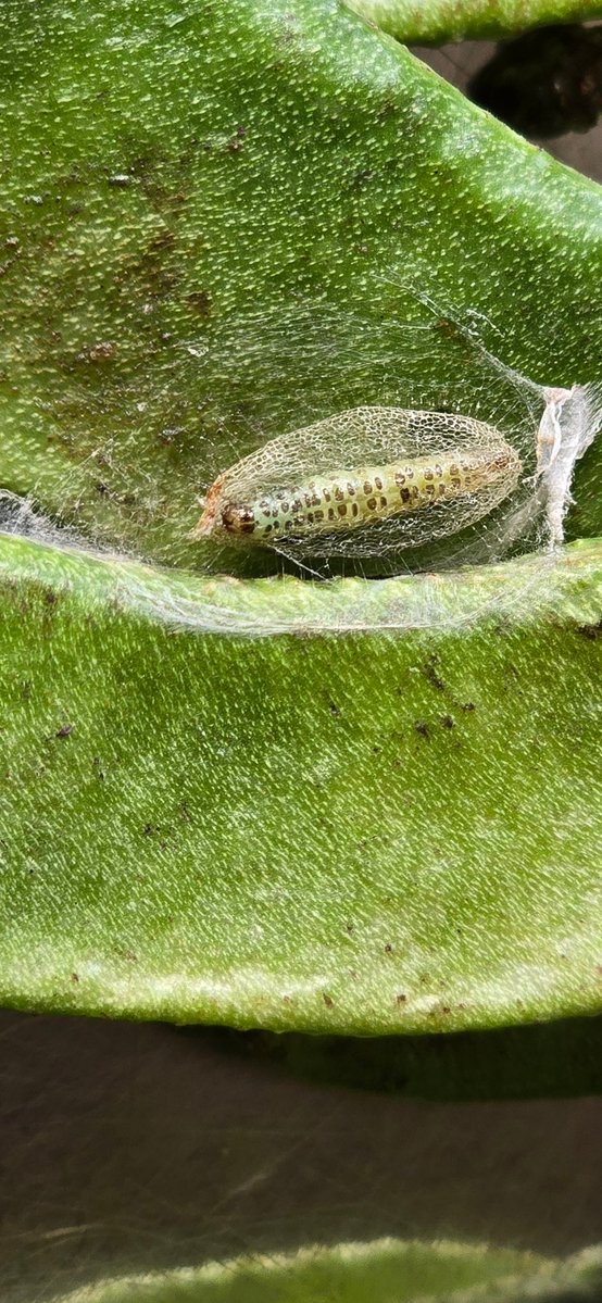 Astronaut Wale Baba 👨‍🚀 tweet media