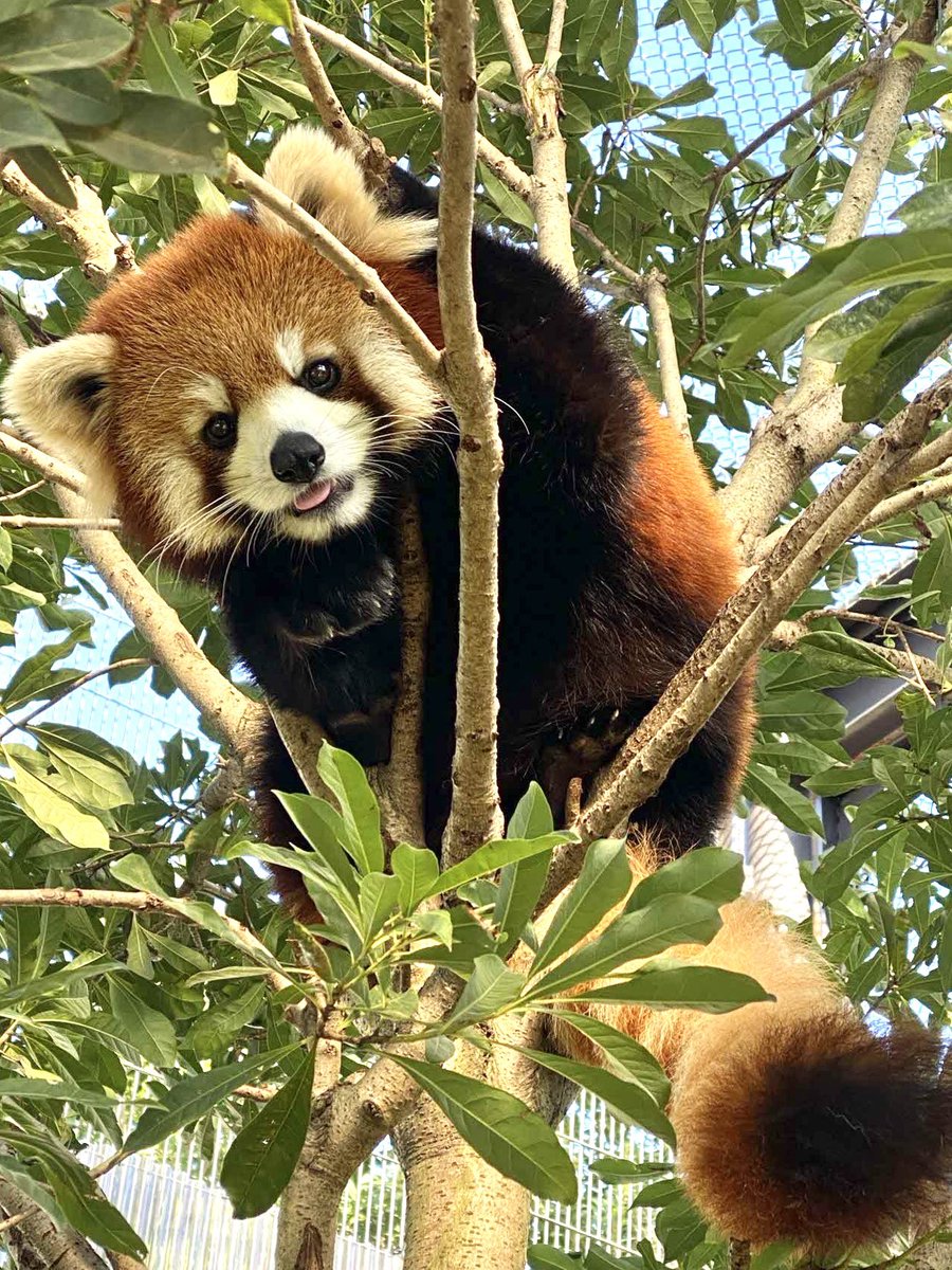 熊本市動植物園(公式) tweet media