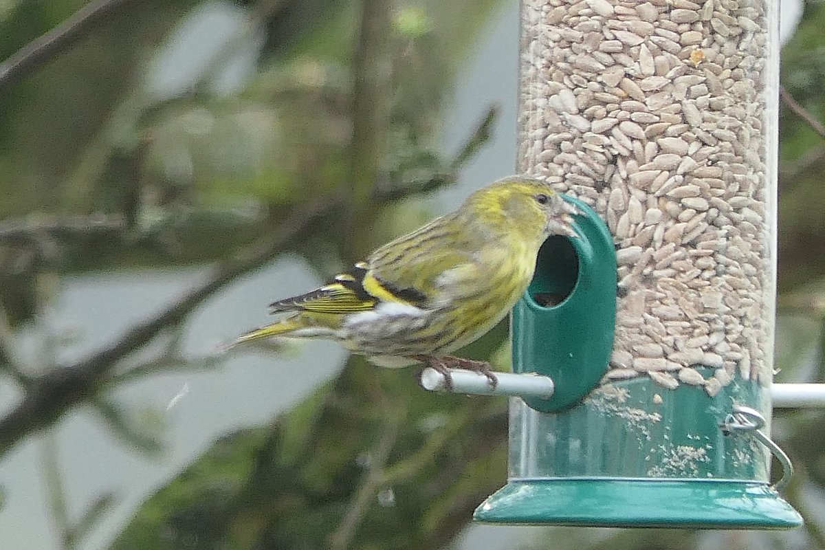 𝓡𝓮𝓿𝓭 𝓓𝓪𝓿𝓲𝓭 𝓐𝓽𝓴𝓲𝓷𝓼𝓸𝓷 tweet media