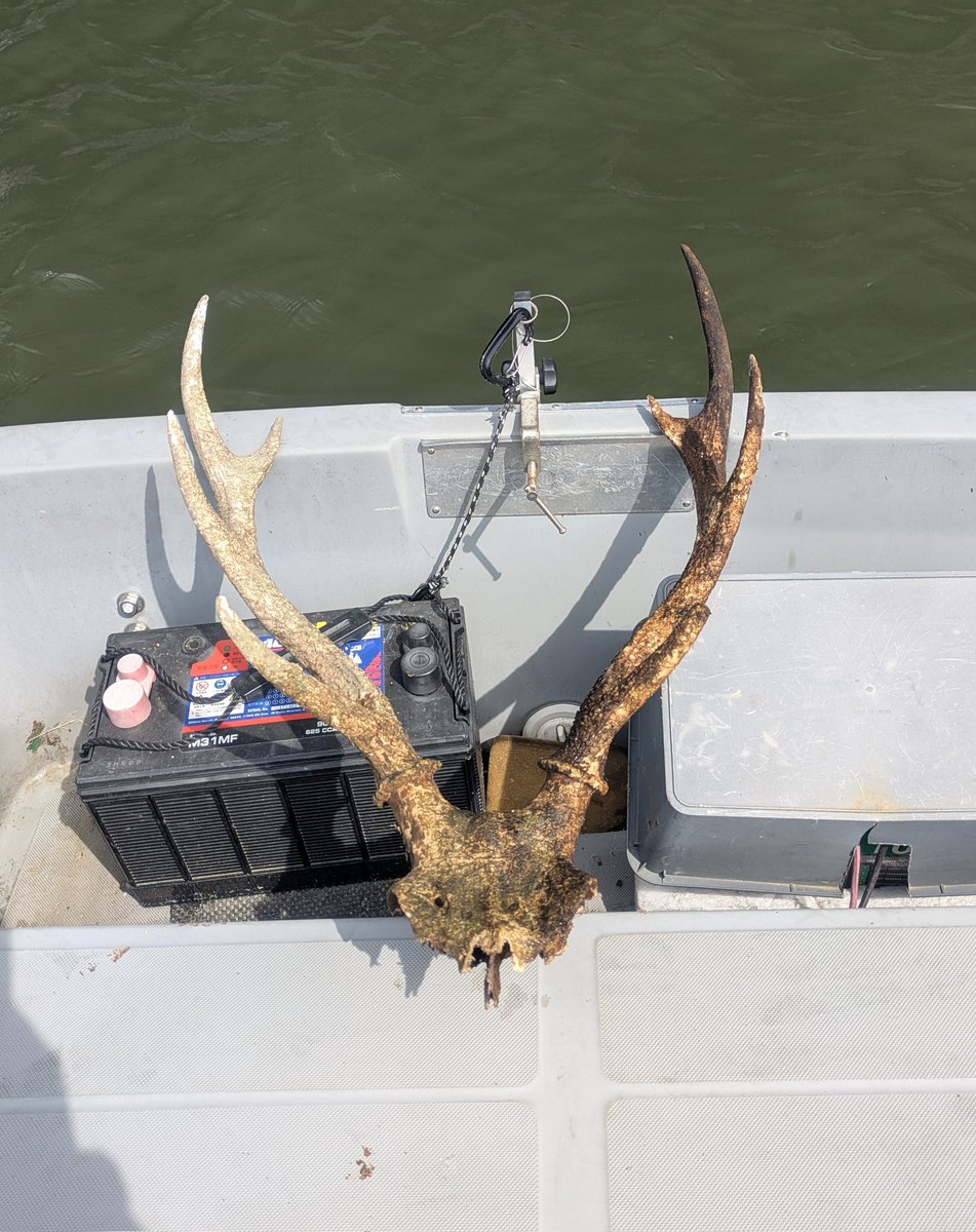 マーハー🦅相模湖バス釣り tweet media