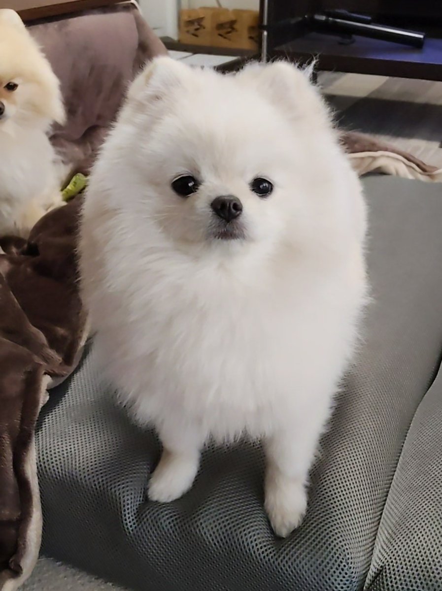 ポメラニアンのとろろ tweet media