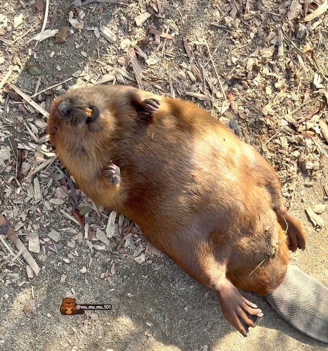 むーむーむー🍠 tweet media