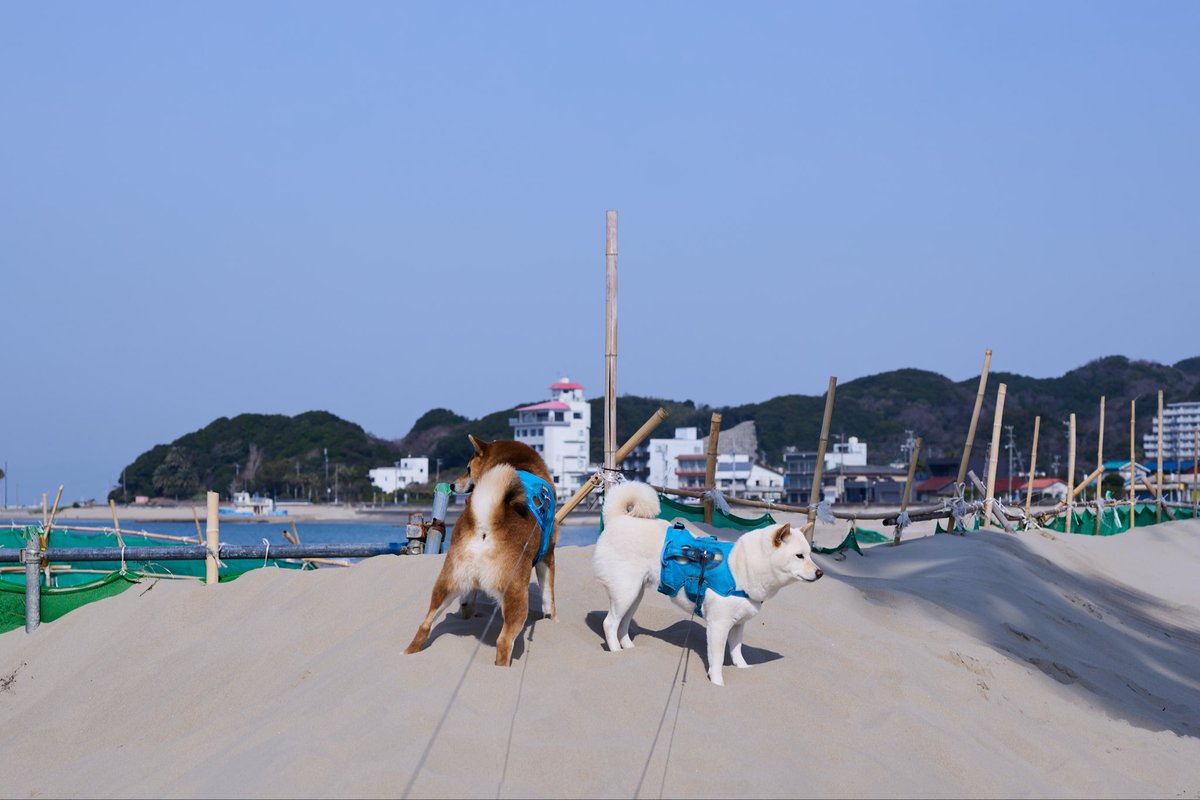 isobemukade's tweet photo. 今朝は晴れて風のない内海で愛犬と散歩。波の音と潮の匂いと愛犬の喜ぶ顔でオレの心は癒されるんだよな笑笑 https://t.co/GnuTZsdXgx