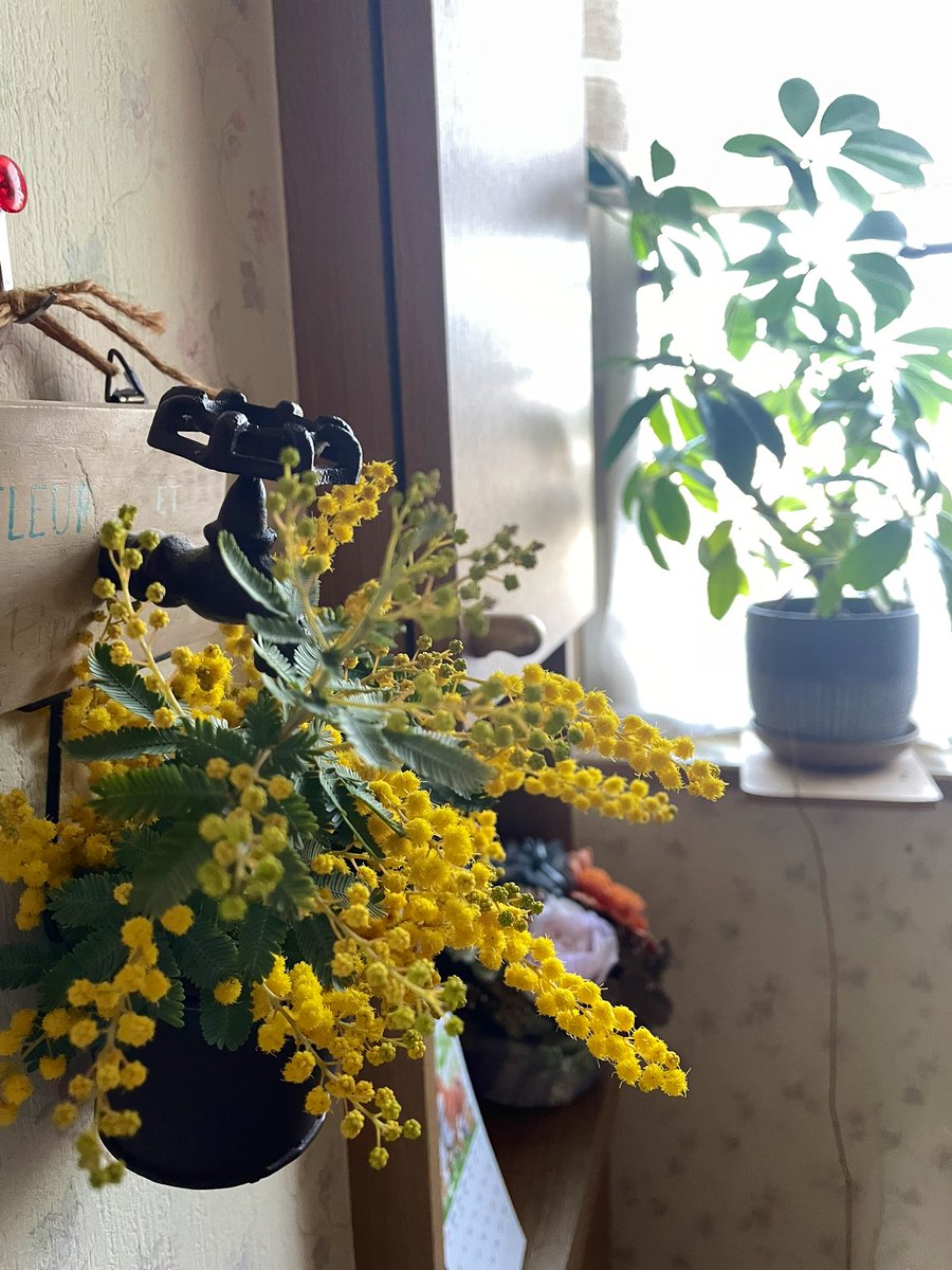 チシャ猫 tweet media