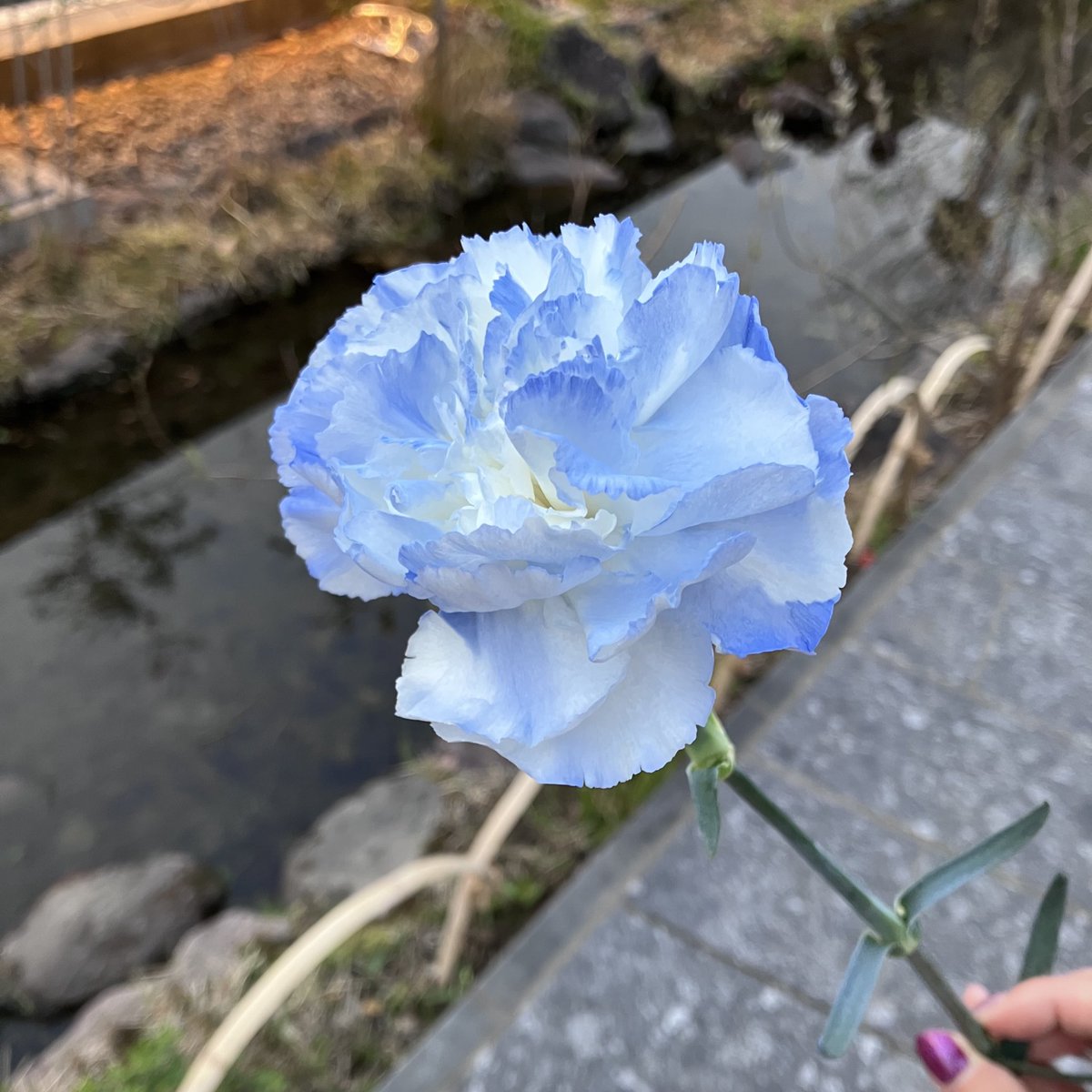 sahanna❄️ 春例と53b tweet media