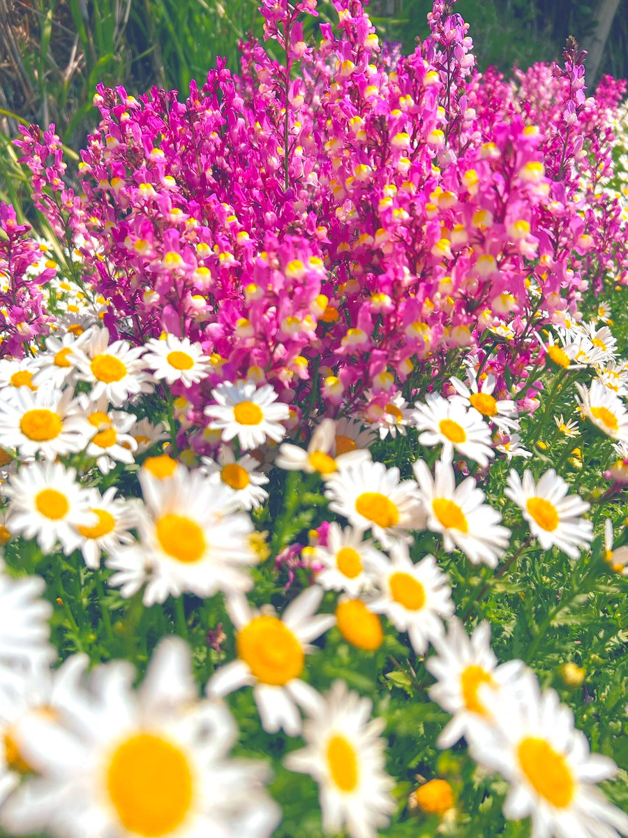 ゆうこ tweet media