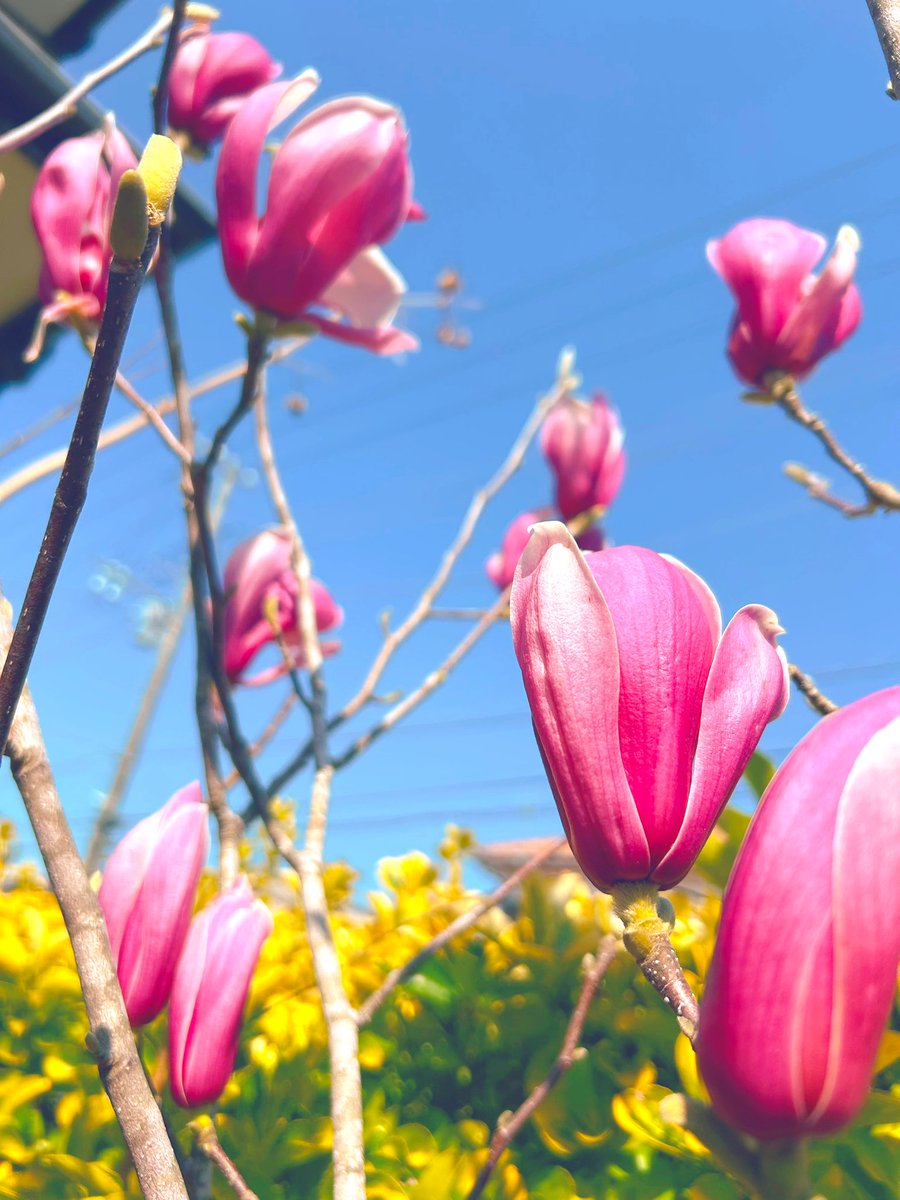 ゆうこ tweet media