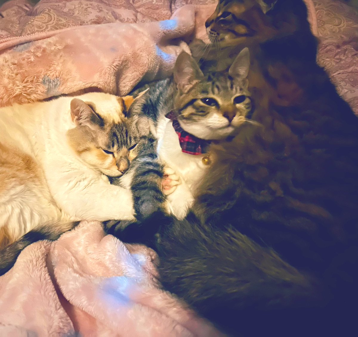 ゆうこ tweet media