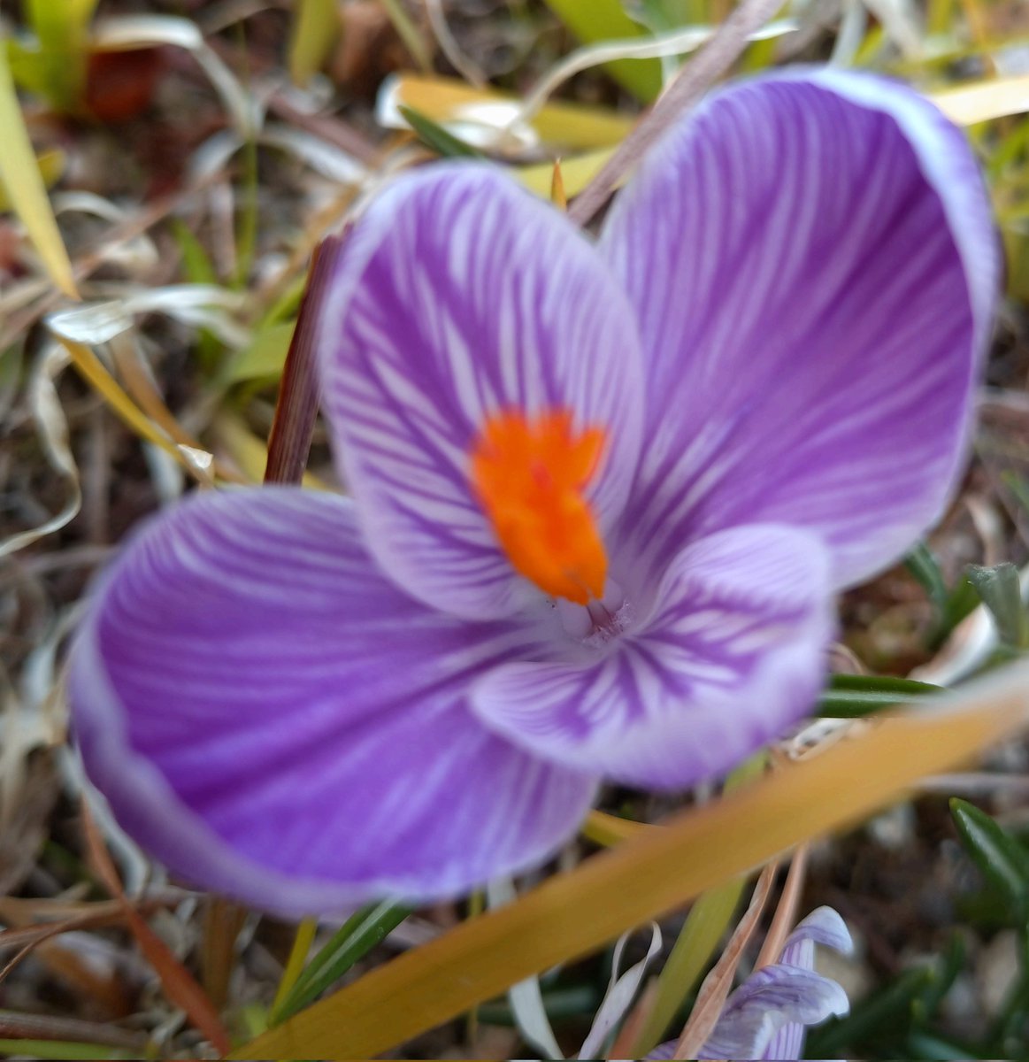 🌼我が家にも春がやってきたー😆👏 楽しみなガーデニングの季節❣️

#花
#ガーデニング
#アネモネ
#パンジー
#クロッカス
#花のある暮らし