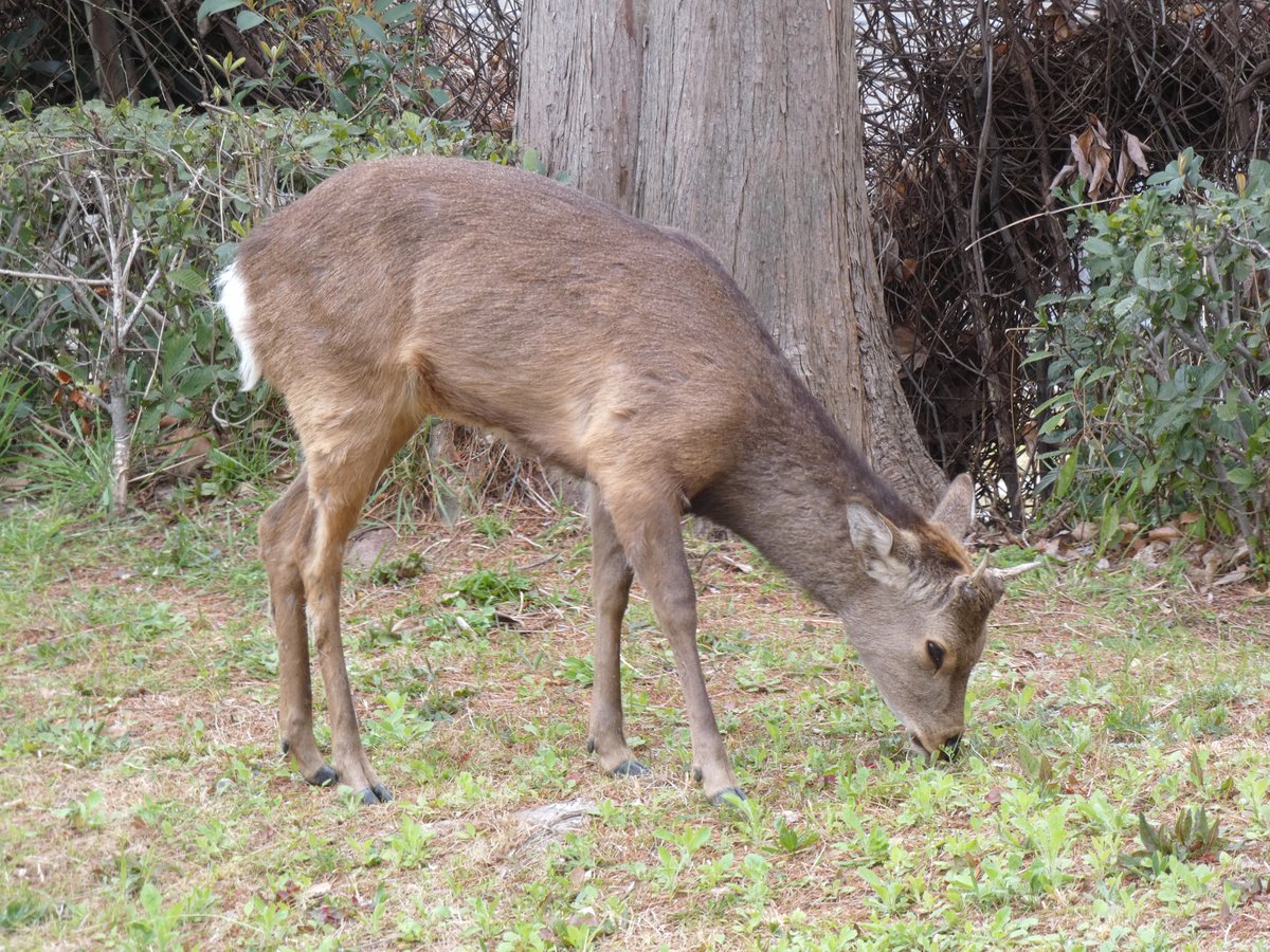 堺秀久 tweet media