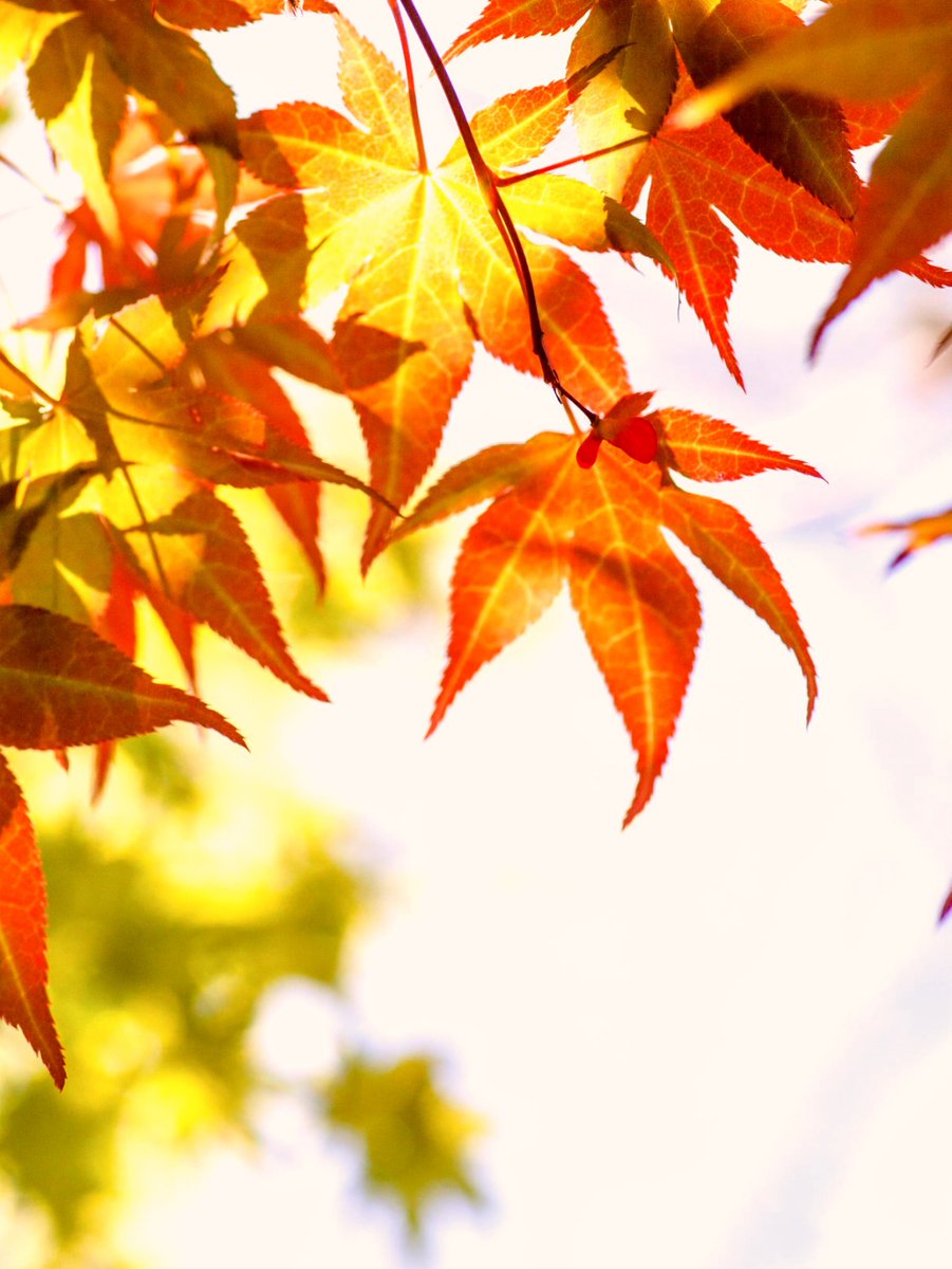 peter mariano tweet media