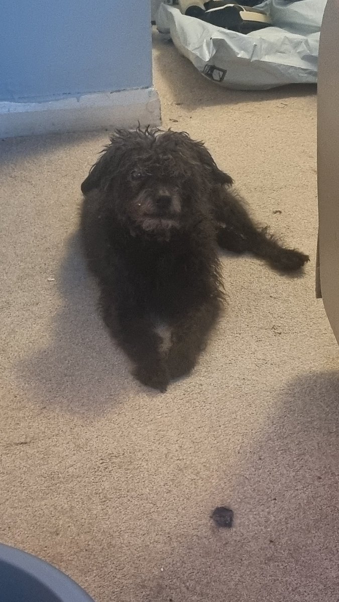 Stevo_author tweet media