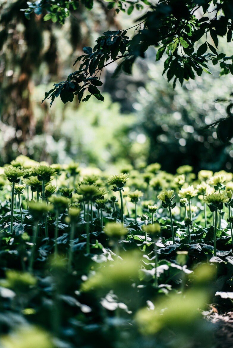 Rose8yd's tweet image. Is there anything more elegant than a garden of green flowers? Nature’s way of proving that green is absolutely a color. 🍃🤍
#GardenGoals #GreenOnGreen