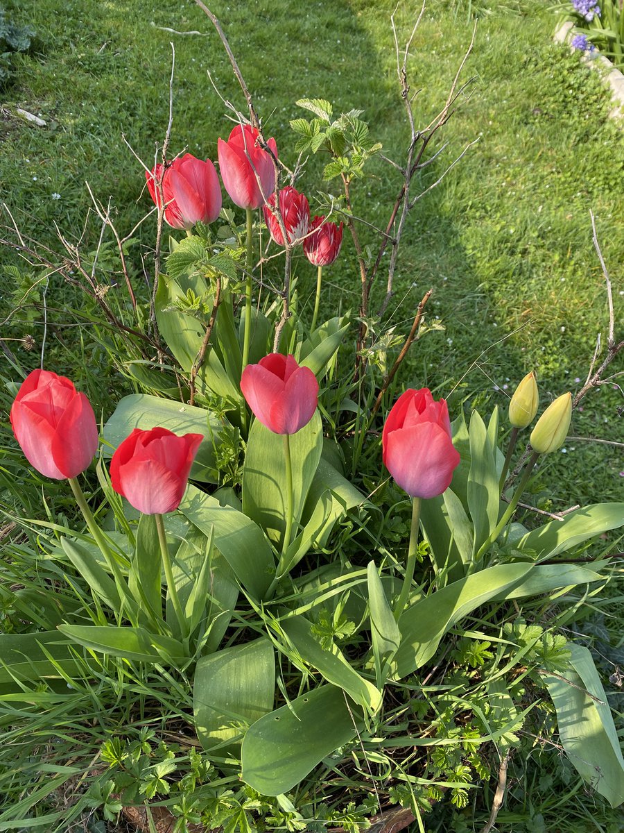 G27Marco's tweet photo. #tulipe #tulipes #story au #jardin ! #fleur https://t.co/LUlmQczmOR