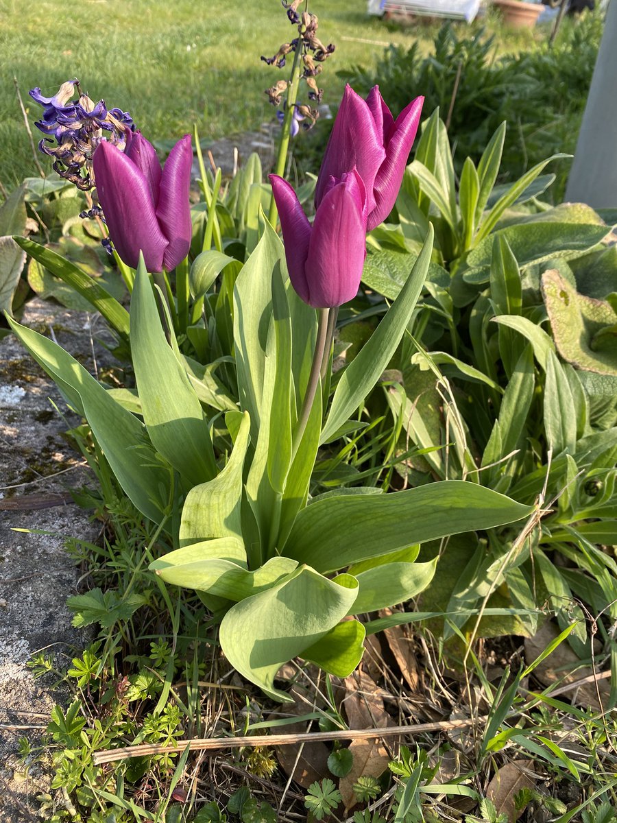 G27Marco's tweet photo. #tulipe #tulipes #story au #jardin ! #fleur https://t.co/LUlmQczmOR