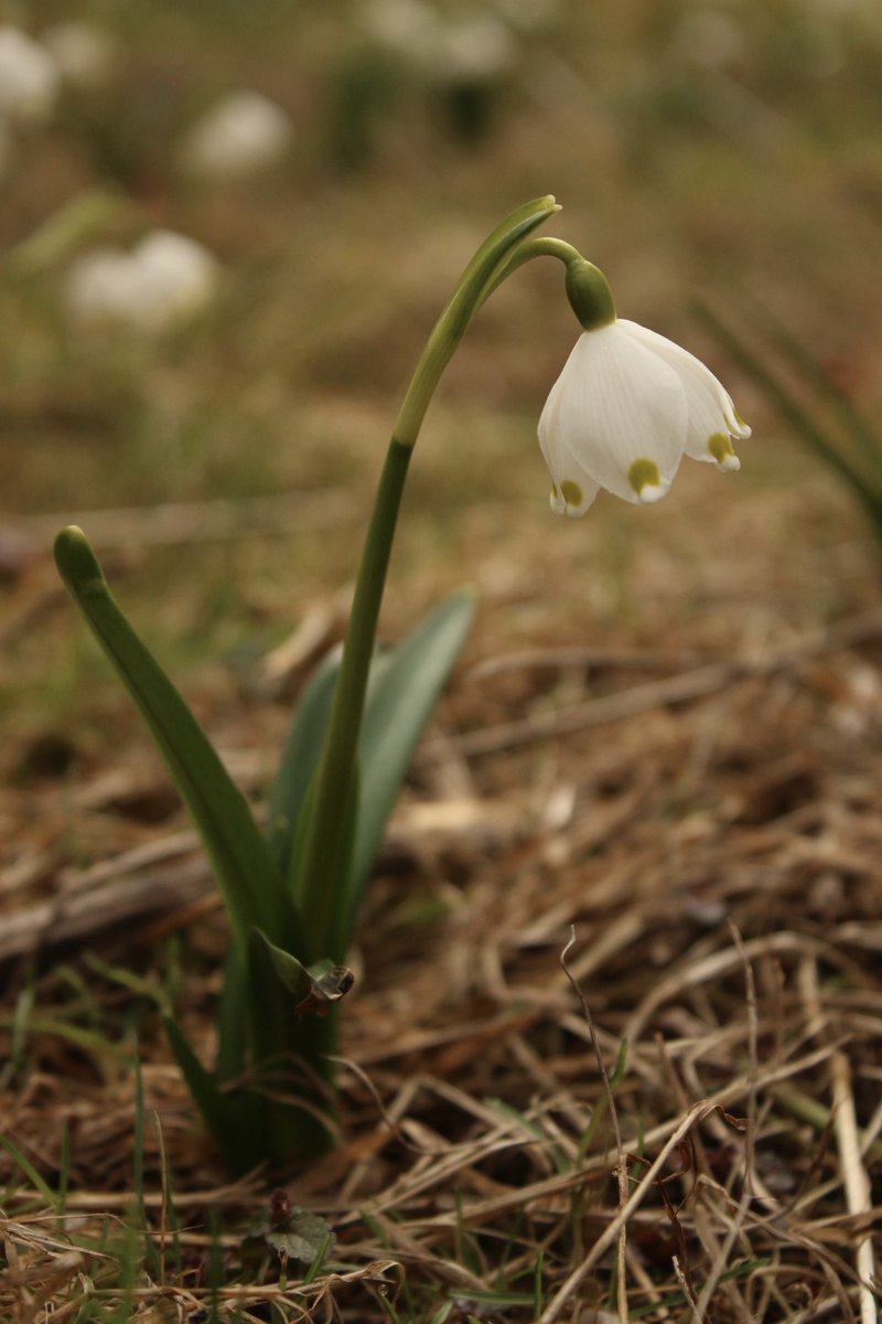 ця вітражниця tweet media