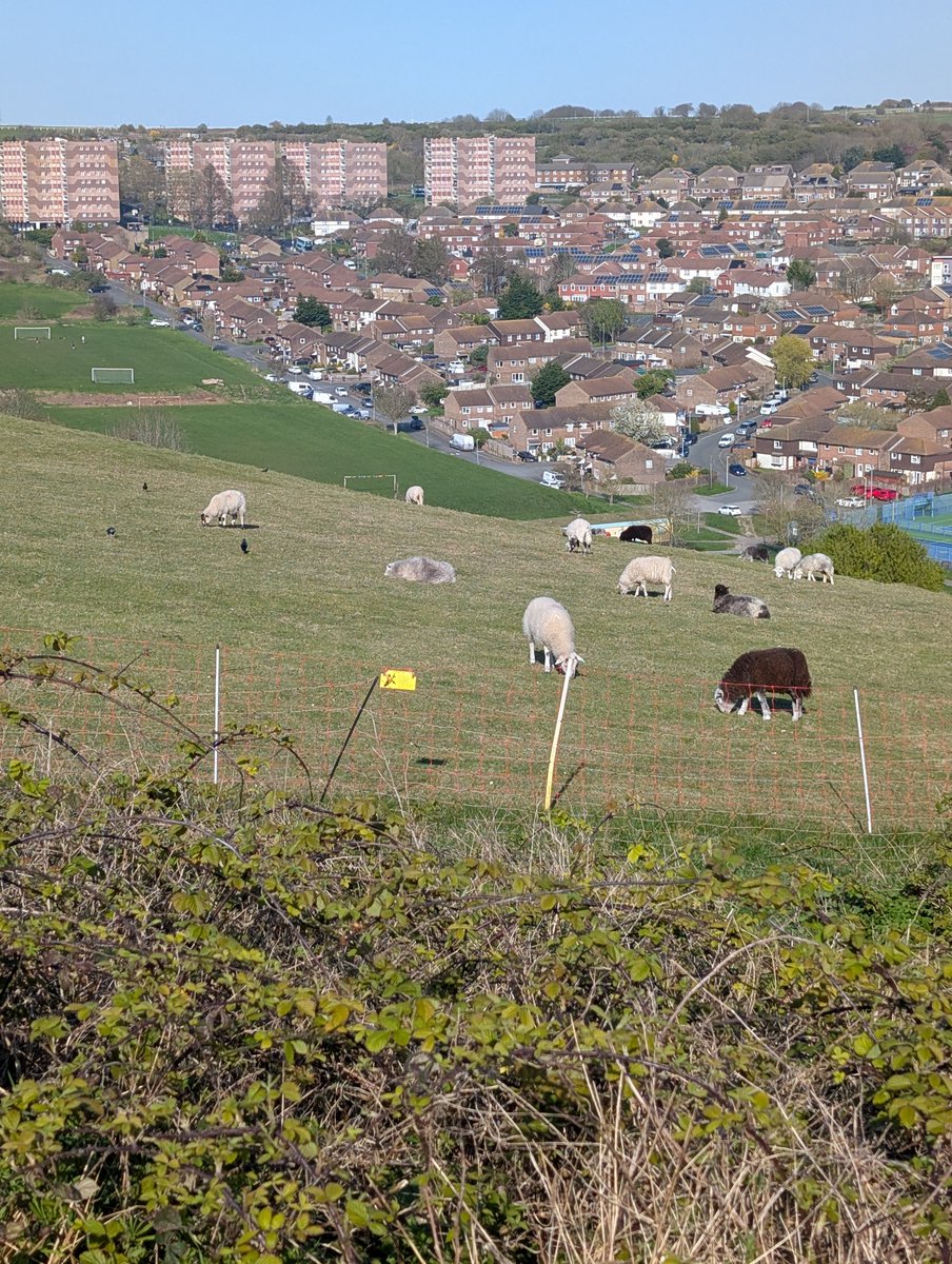 Regency Society tweet media