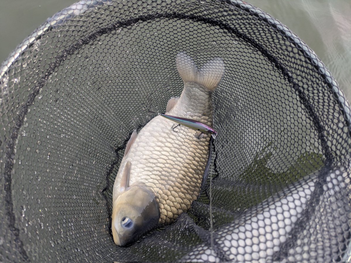 マーハー🦅相模湖バス釣り tweet media