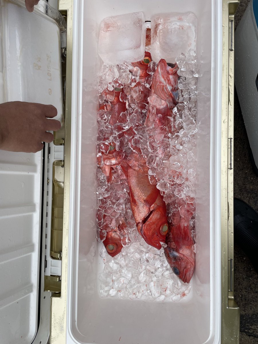 チキンボー🉐公式アカウント tweet media