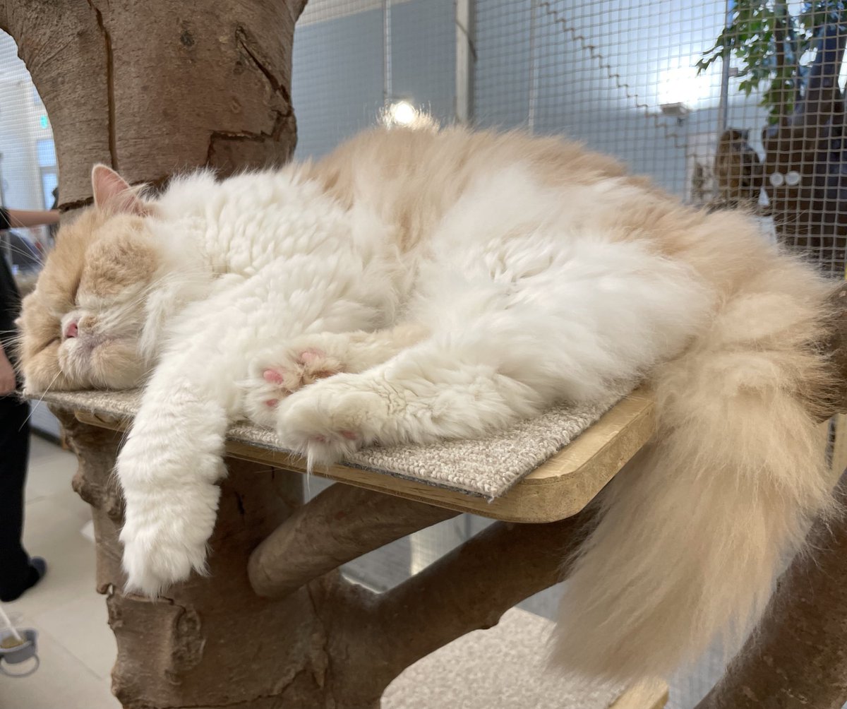 あやのこの里🥀🪽🤏🏻 tweet media