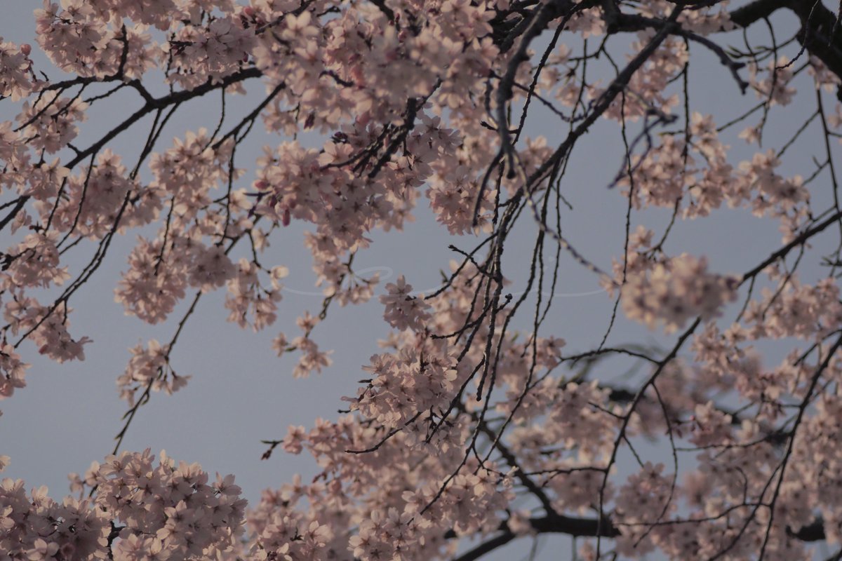 veri /べり tweet media