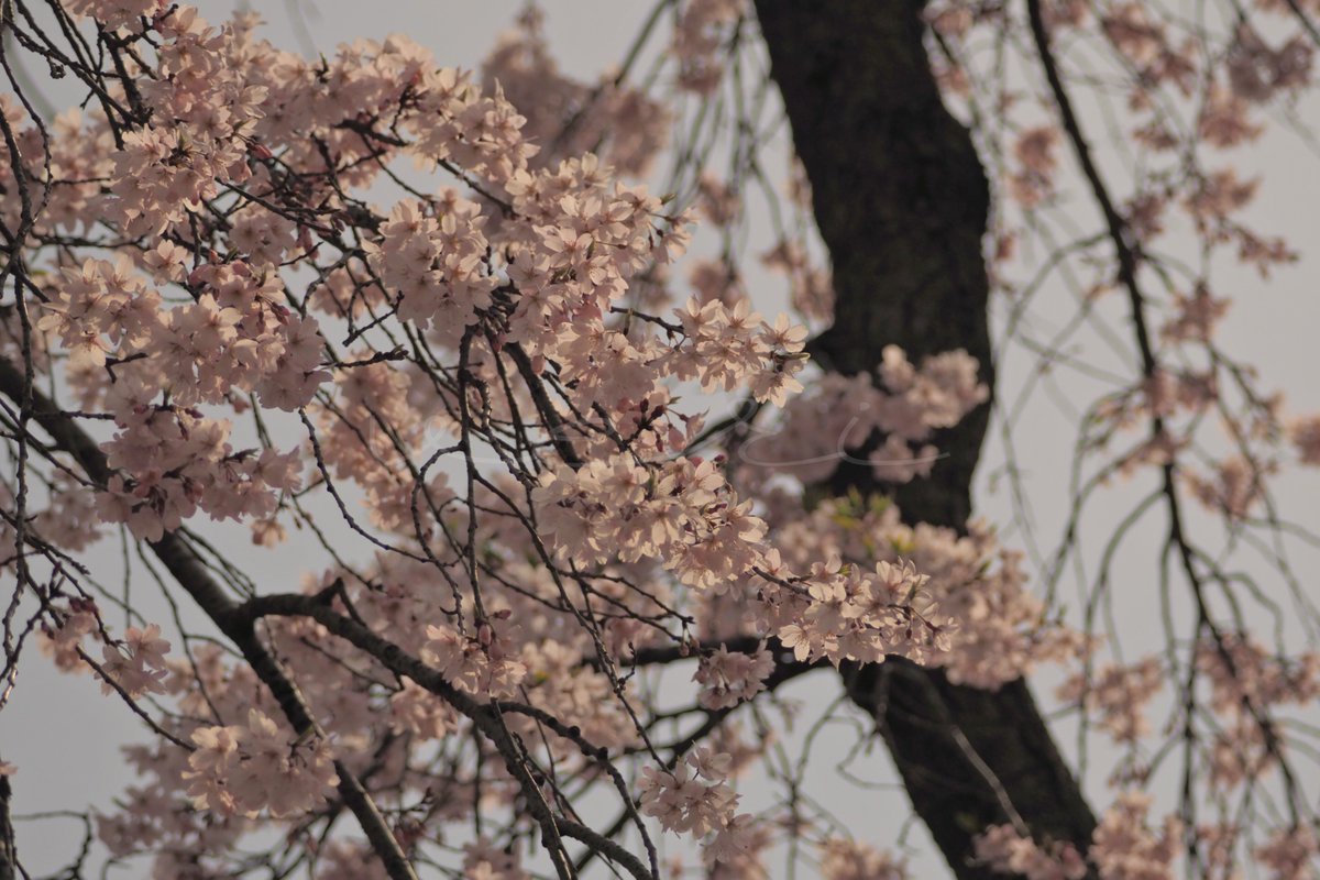 veri /べり tweet media