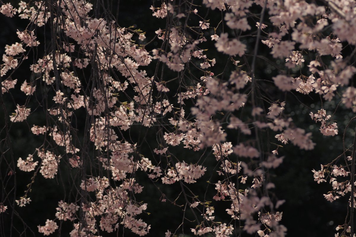 veri /べり tweet media