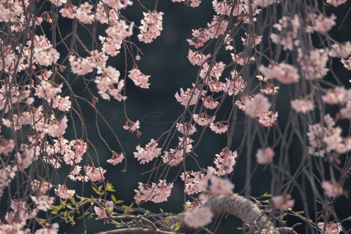 veri /べり tweet media