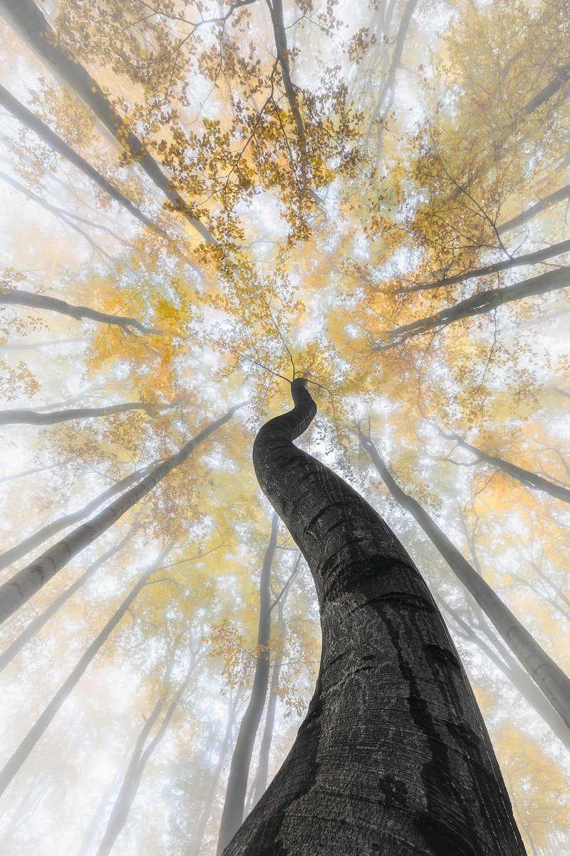 TomForestArt's tweet image. 1 year on X 🎉

Grateful for the journey, learning and discovering the NFT photography community.

To celebrate, I’m sharing my collection:

Cathedrals of the Forest 🌲
18 fine art pieces exploring mist, light and silence.
#NFTPhotography #NFTCommunity #PolygonNFT