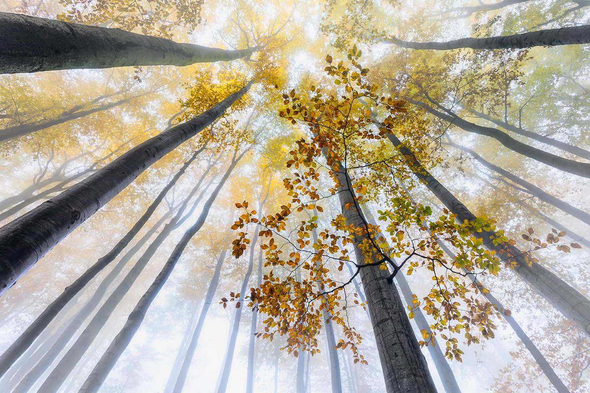 TomForestArt's tweet image. 1 year on X 🎉

Grateful for the journey, learning and discovering the NFT photography community.

To celebrate, I’m sharing my collection:

Cathedrals of the Forest 🌲
18 fine art pieces exploring mist, light and silence.
#NFTPhotography #NFTCommunity #PolygonNFT